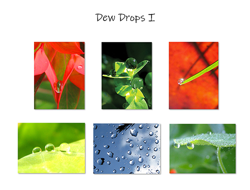 Dew Drops I Greeting Card Collection by The Poetry of Nature